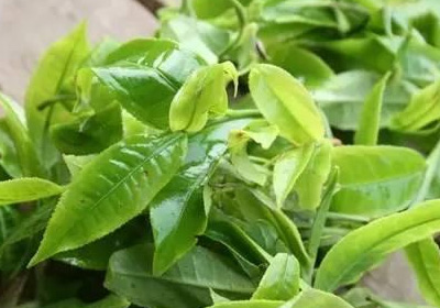 茶葉色選機的技術(shù)特性與應用